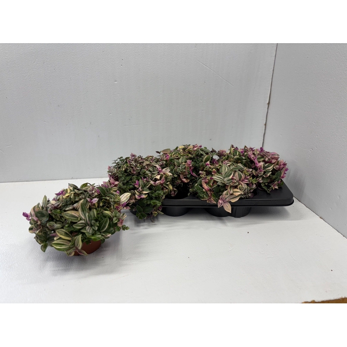 <h4>Tradescantia fluminensis Quadricolor 13Ø 16cm</h4>