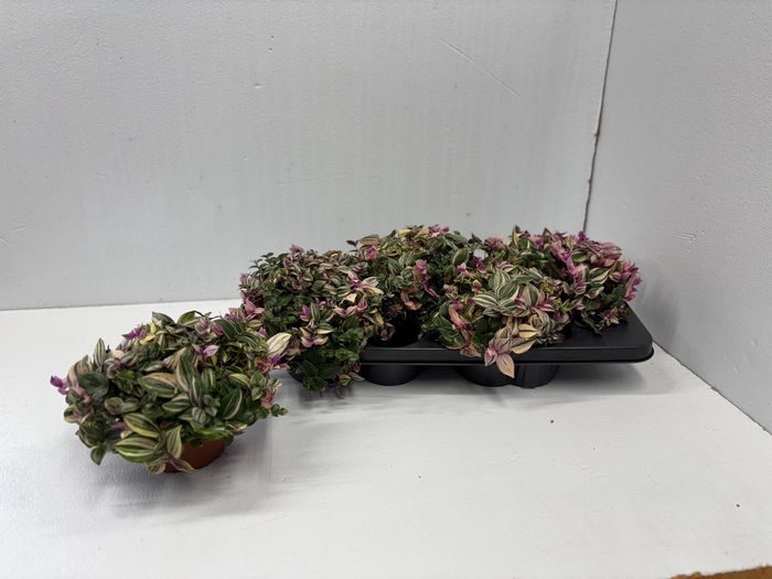 Tradescantia fluminensis Quadricolor 13Ø 16cm