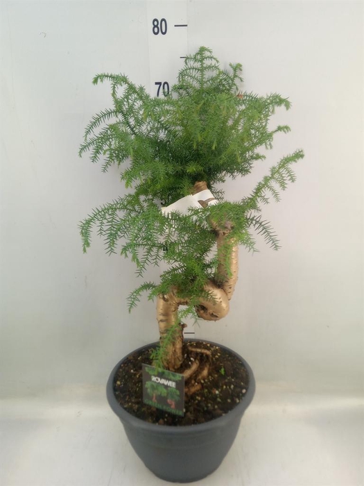 <h4>Araucaria   ...</h4>