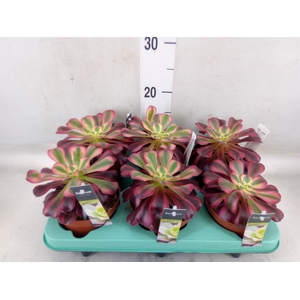 Aeonium   ...