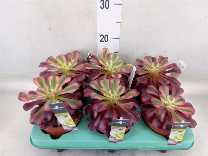 <h4>Aeonium   ...</h4>