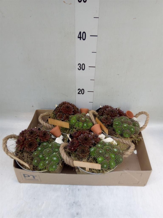 <h4>Arr.  Sempervivum L%</h4>