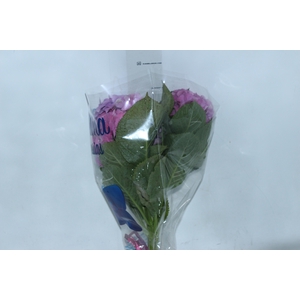 HORTENSIA TOSCANA 050 CM ROXO