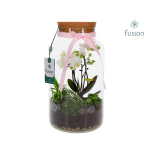 Green Bottle Pot Large 4tak Phalaenopsis arrangement 24 uurs levertijd