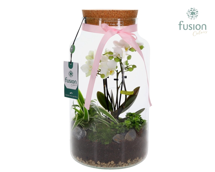 <h4>Green Bottle Pot Large 4tak Phalaenopsis arrangement 24 uurs levertijd</h4>