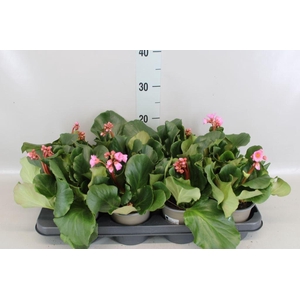 Bergenia cordifolia