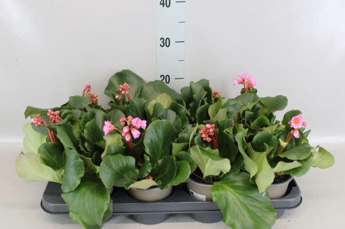 <h4>Bergenia cordifolia</h4>