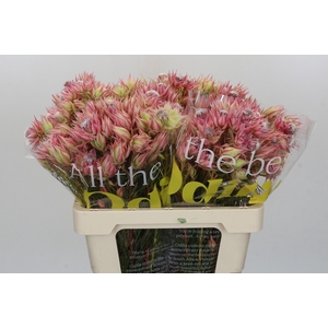 Blushing Bride Pink 2/5 Flowers