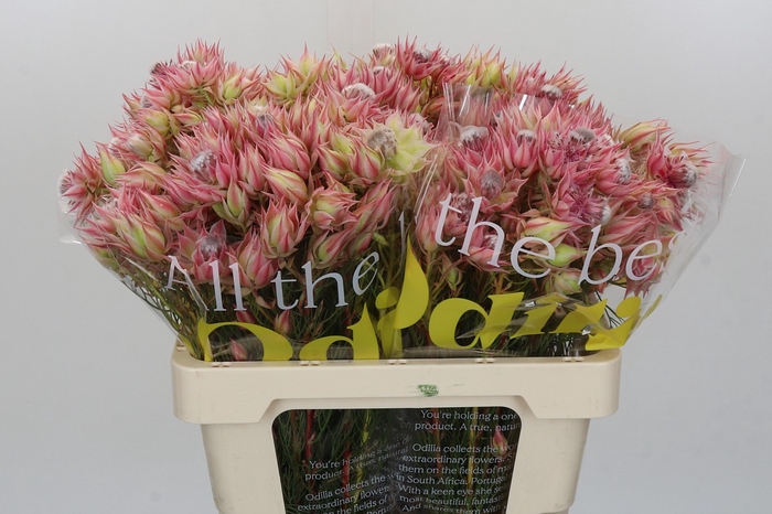 <h4>Blushing Bride Pink 2/5 Flowers</h4>