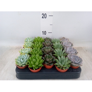Echeveria   ...mix