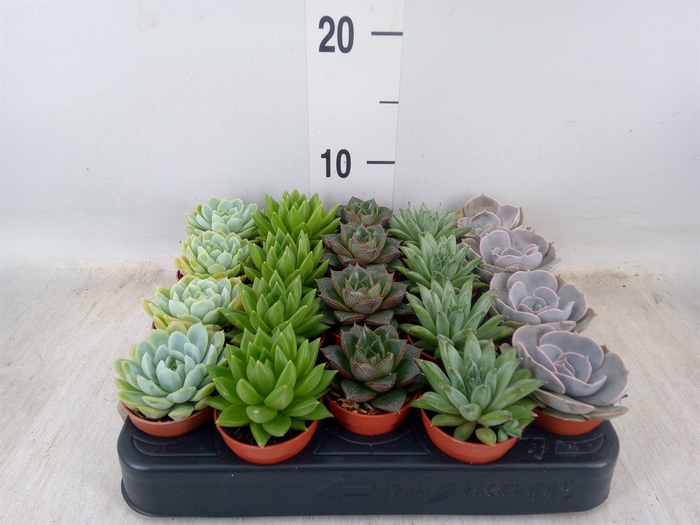<h4>Echeveria   ...mix</h4>
