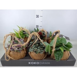 Planten Groen   ...mix  5