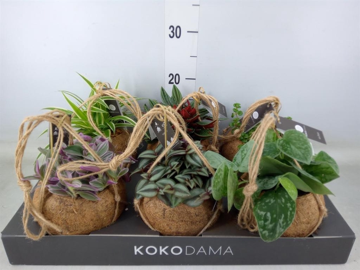 <h4>Planten Groen ...mix 5</h4>