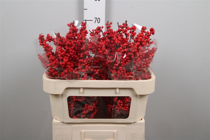 <h4>Ilex Ve Rode Bes</h4>