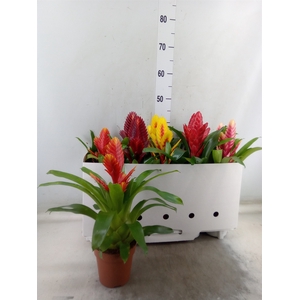 Vriesea   ...mix 5