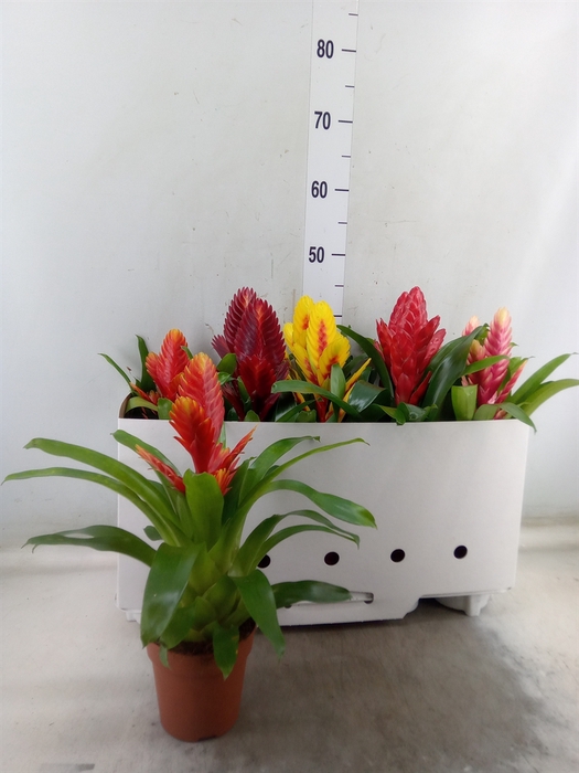 <h4>Vriesea   ...mix 5</h4>