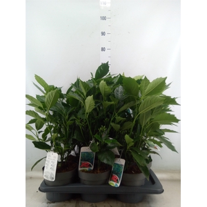 Aucuba japonica 'Rozannie'