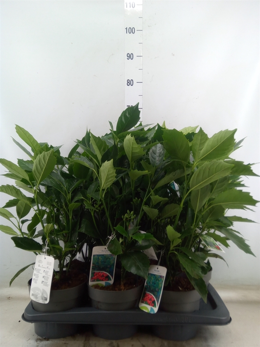<h4>Aucuba japonica 'Rozannie'</h4>