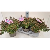 Abelia Little Lady 19T