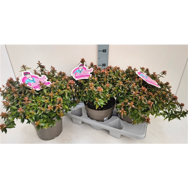 Abelia Little Lady 19T