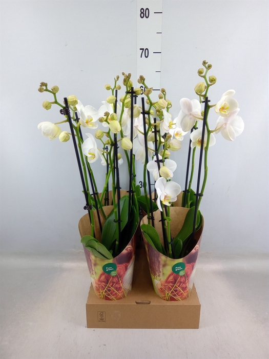 <h4>Phalaenopsis   ...white</h4>