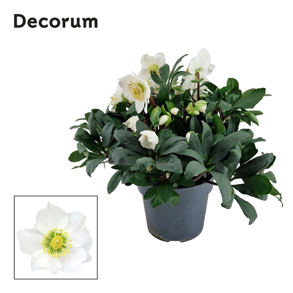 Helleborusn. Mont Blanc 17cm (Xl) Decorum