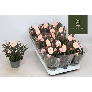 RO ROSAROMA PINK