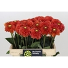 Dahlia Orange Fox