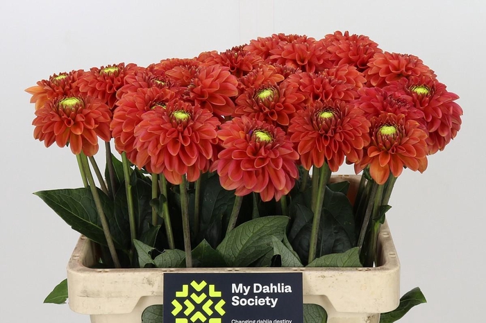 <h4>Dahlia Orange Fox</h4>
