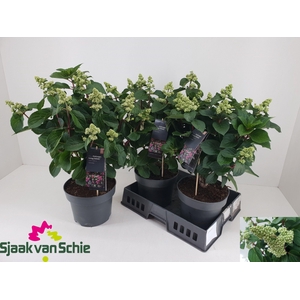 HYDR PA LIV INFINITY