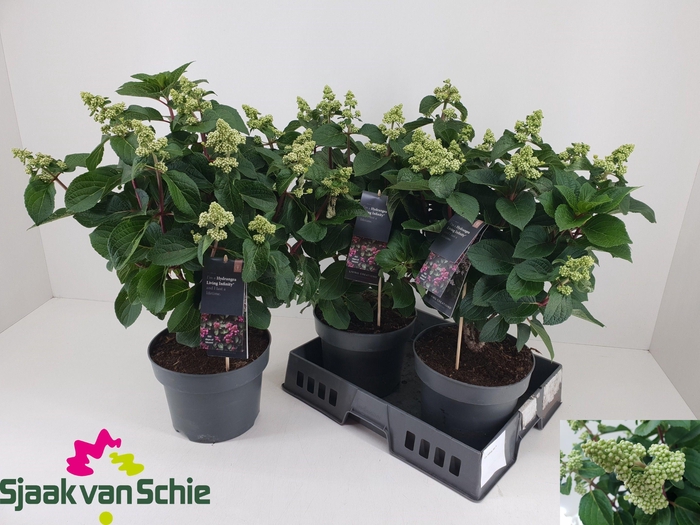 <h4>HYDR PA LIV INFINITY</h4>