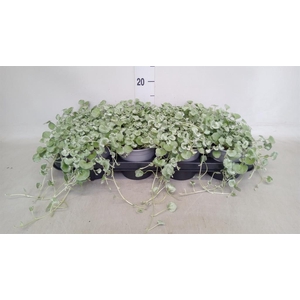 Dichondra argentea 'Silver Falls'