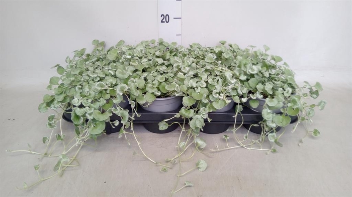 <h4>Dichondra argentea 'Silver Falls'</h4>