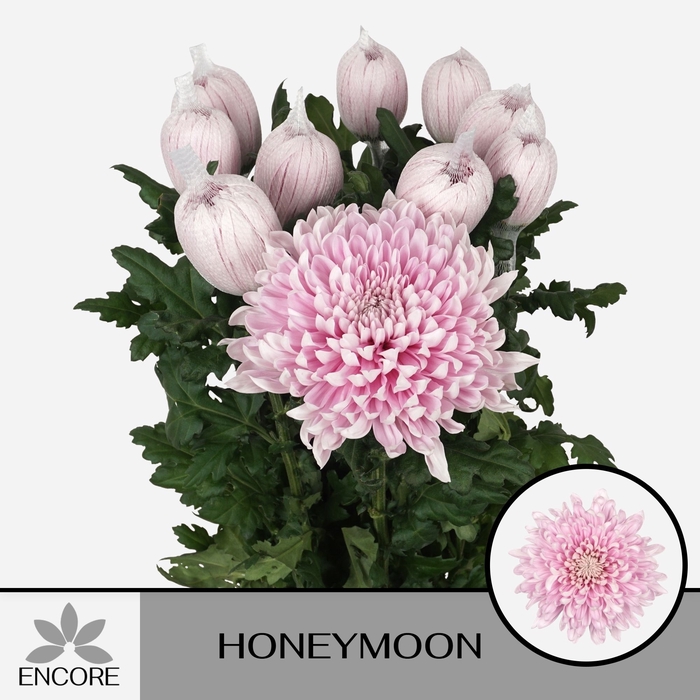 <h4>CHR G HONEYMOON</h4>