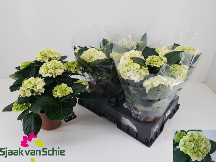 <h4>HYDR M HI ICE</h4>