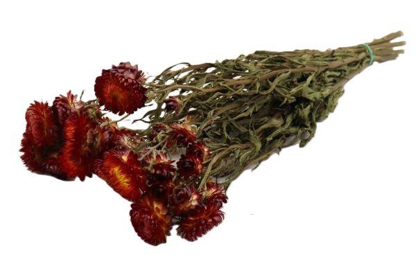 Bunch Helichrysum Slv 100g L50