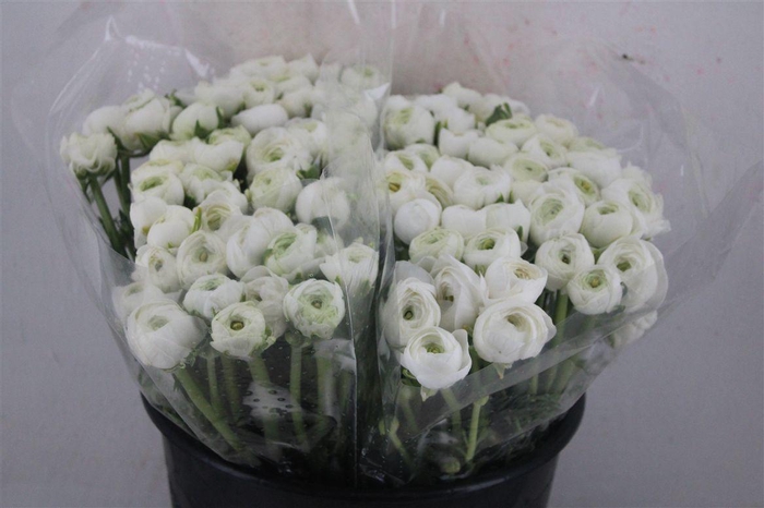 <h4>Ran Elegance White</h4>