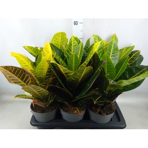 Codiaeum var. GR 'Petra'