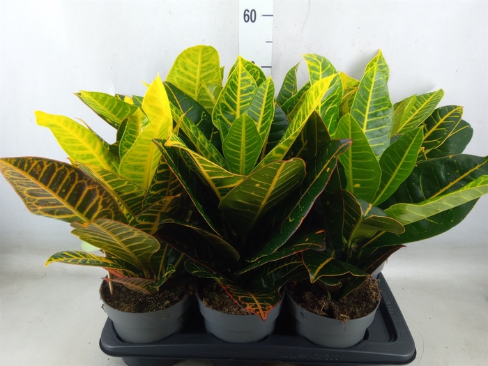 <h4>Codiaeum var. GR 'Petra'</h4>