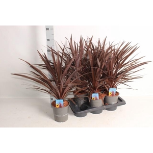CORD AUS RED STAR