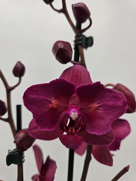 <h4>Limited 34 week 7</h4>