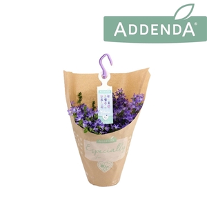 Campanula Adansa Blue Hangpot in Kraft