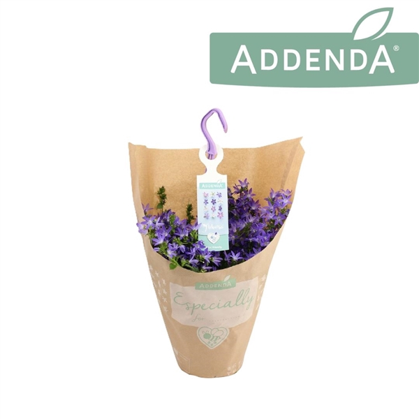 <h4>Campanula Adansa Blue Hangpot in Kraft</h4>