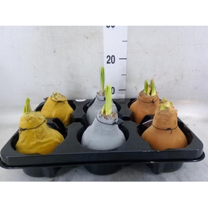 Hippeastrum   ...waxed