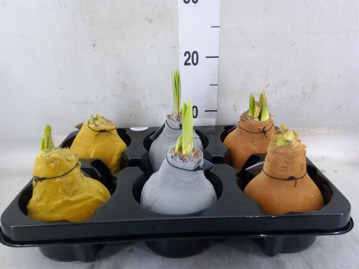 <h4>Hippeastrum   ...waxed</h4>