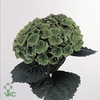 Hydrangea mag opal classic