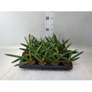 Sansevieria cyl.  ...