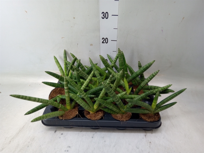 <h4>Sansevieria cyl.  ...</h4>