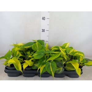 Philodendron scand. 'Brasil'