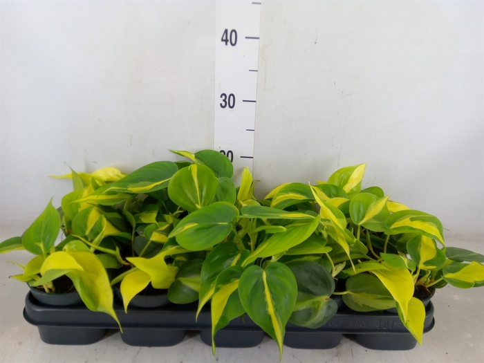<h4>Philodendron scand. 'Brasil'</h4>